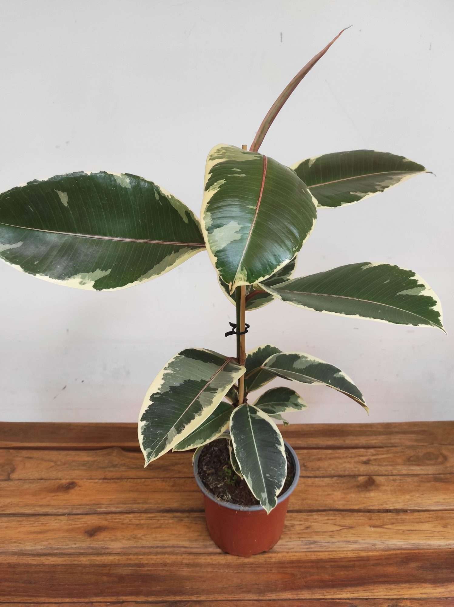 Ficus Elastica Tineke