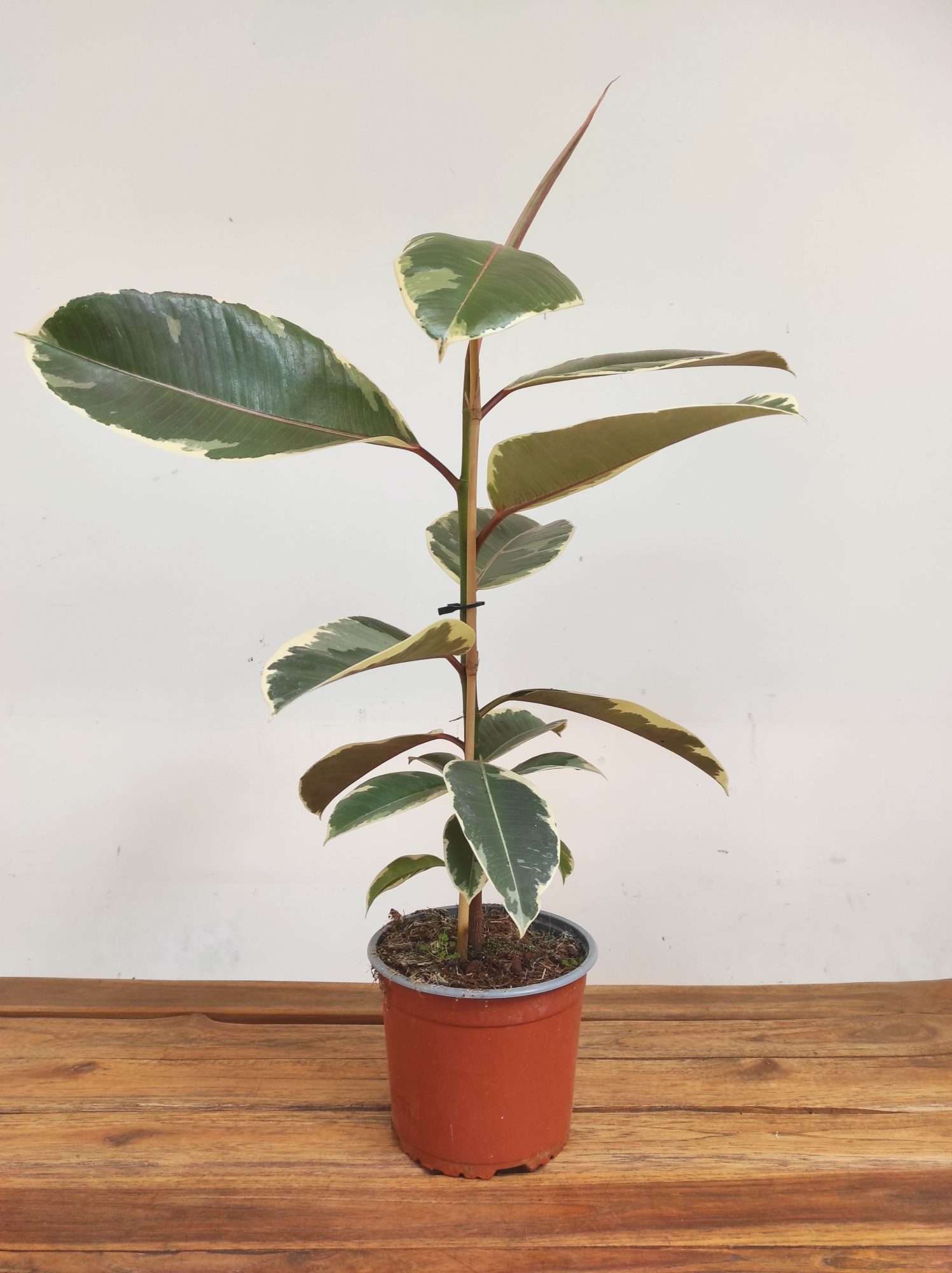 Ficus Elastica Tineke - Image 2