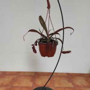 Nepenthes 'Rebecca' - Suspensão