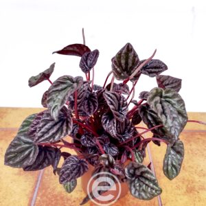 Peperomia Caperata 'Luna Red'