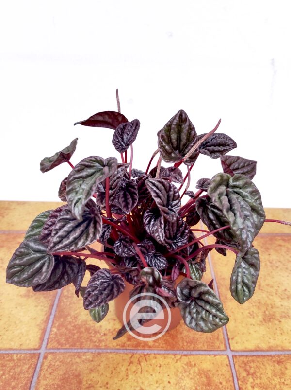 Peperomia Caperata 'Luna Red'