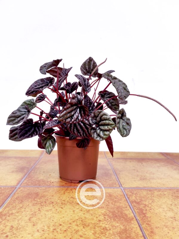 Peperomia Caperata 'Luna Red' - Image 2