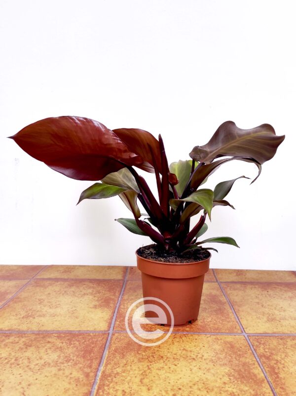 Philodendron Sunlight - Image 2