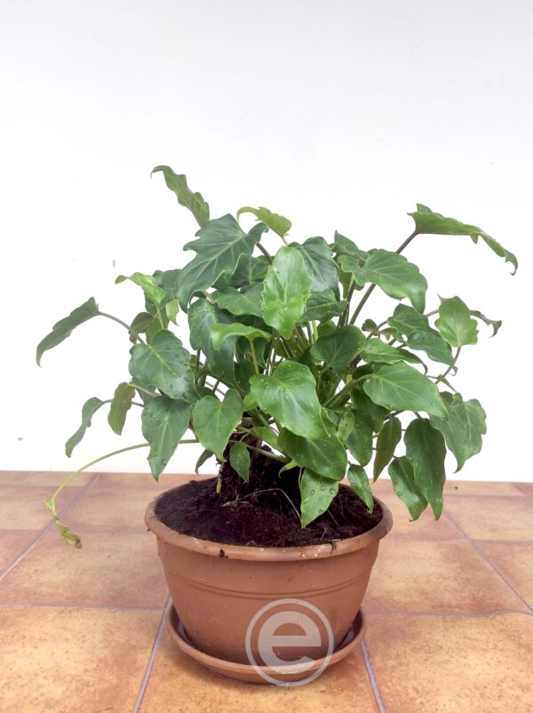 Philodendron Xanadu - Image 2
