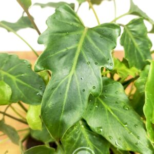 Philodendron Xanadu