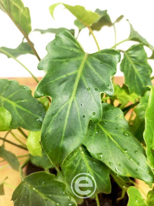 Philodendron Xanadu