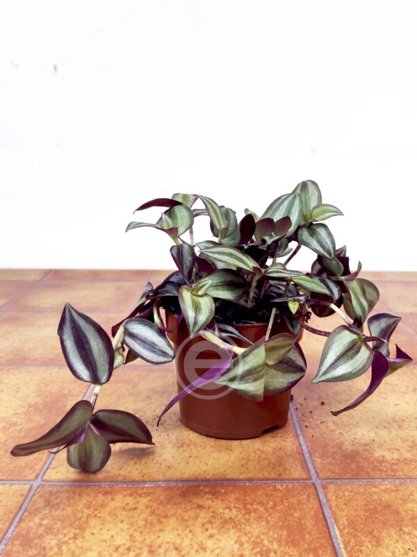 Tradescantia Zebra 'Violet Hill' - Image 2
