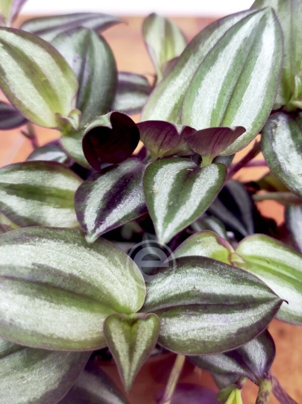Tradescantia Zebra 'Violet Hill'