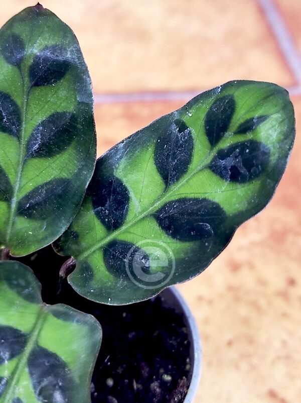 Calathea Lancifolia