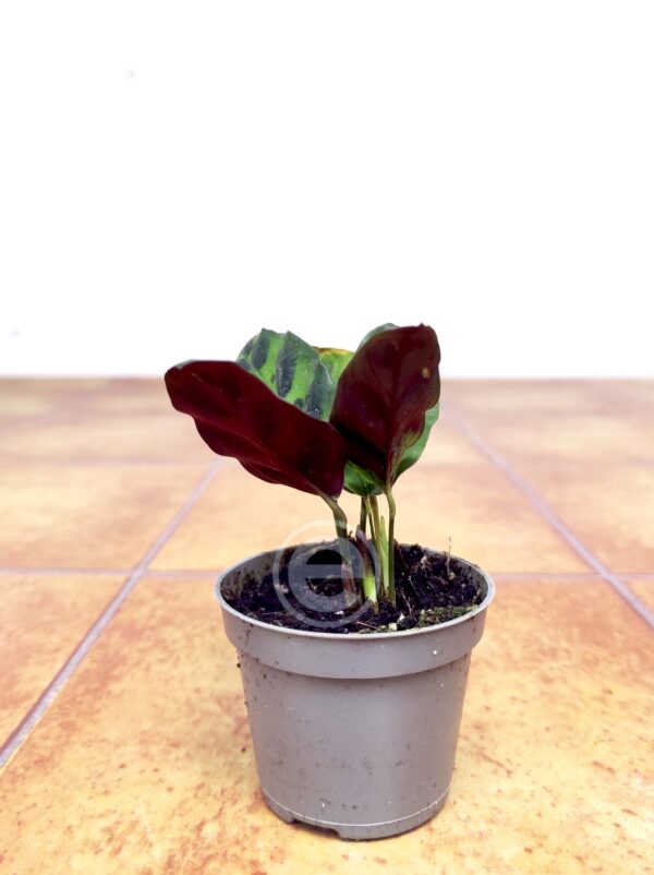 Calathea Lancifolia - Image 2