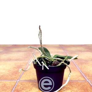 Phalaenopsis Lobbii F. Flava - Sem Flor