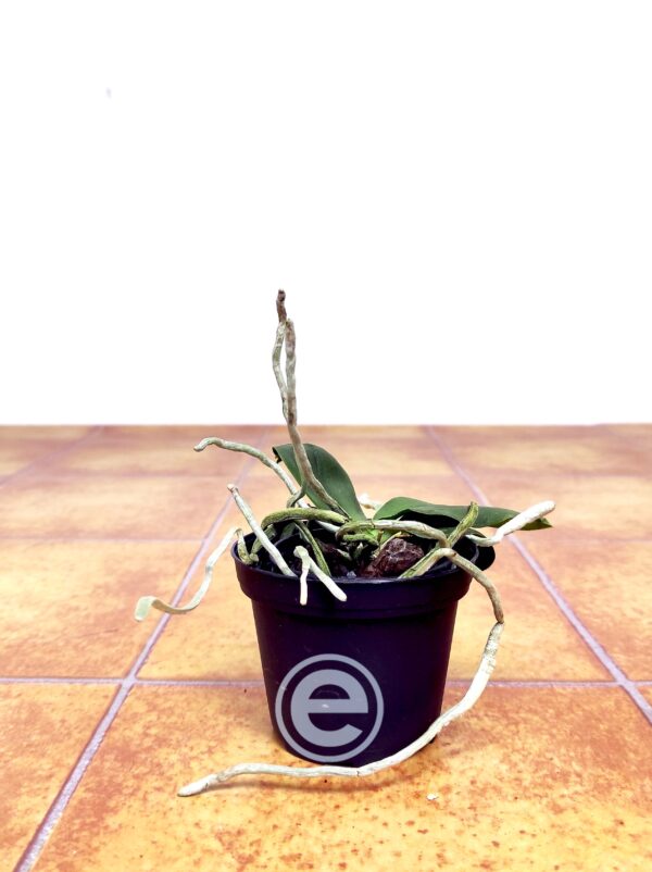 Phalaenopsis Lobbii F. Flava - Sem Flor