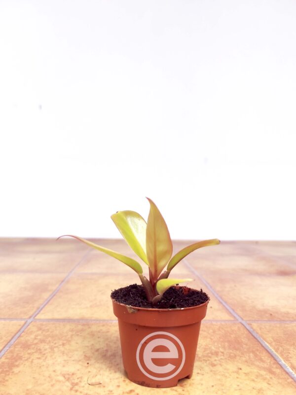 Philodendron Gloriosum Dark - Mini - Image 2