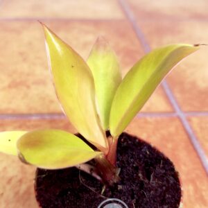 Philodendron Gloriosum Dark - Mini