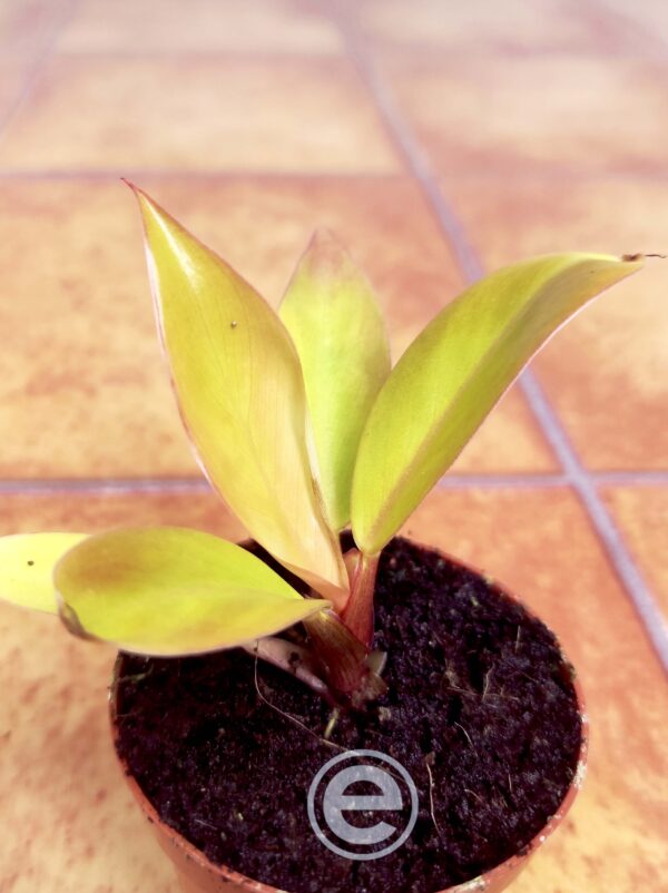 Philodendron Gloriosum Dark - Mini