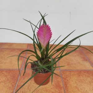 Tillandsia Cyanea