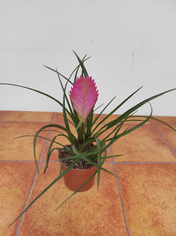 Tillandsia Cyanea