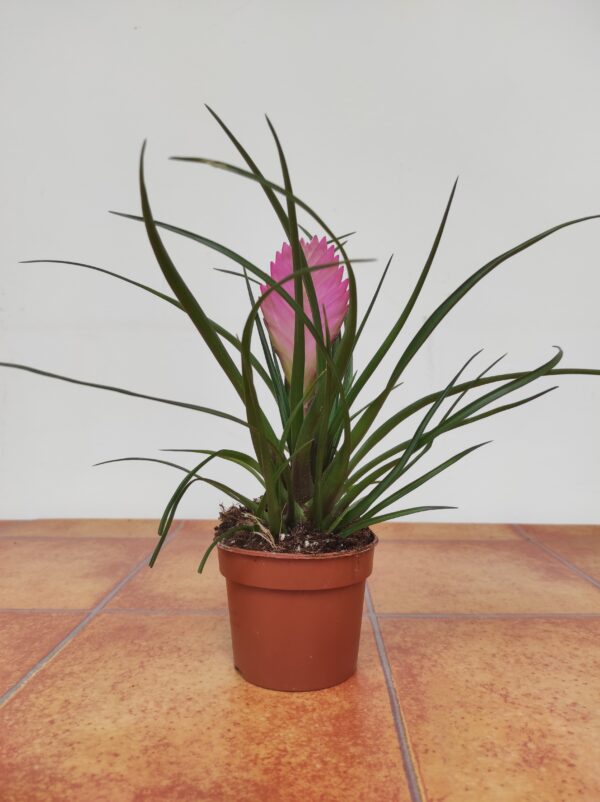 Tillandsia Cyanea - Image 2