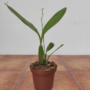 Baptistonia Echinata - Sem Flor