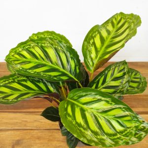 Calathea 'Flamestar'