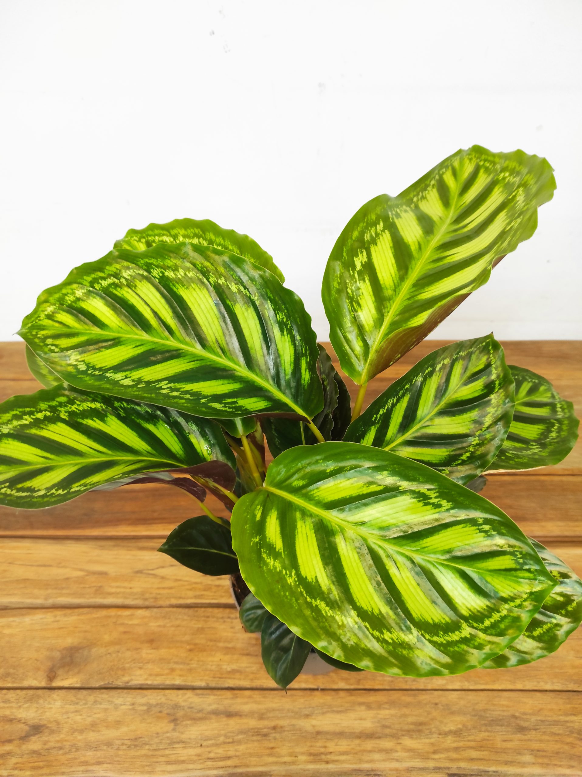 Calathea 'Flamestar'