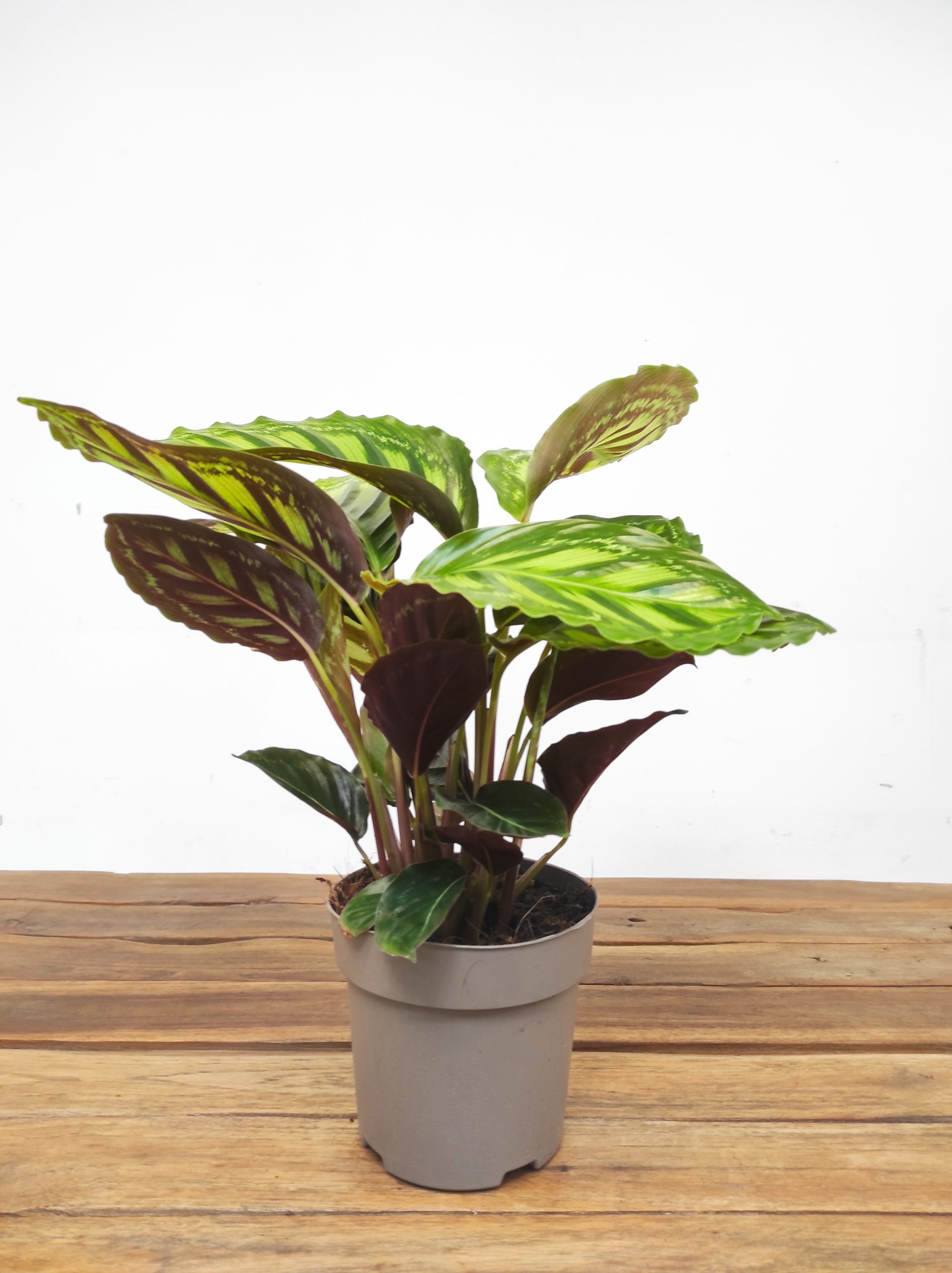 Calathea 'Flamestar' - Image 2