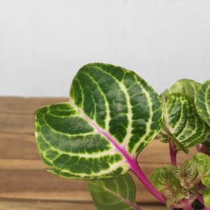 Iresine Herbstii 'Rich Funnygold'