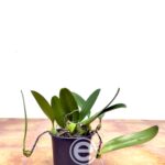 Bulbophyllum Weberi - Sem Flor