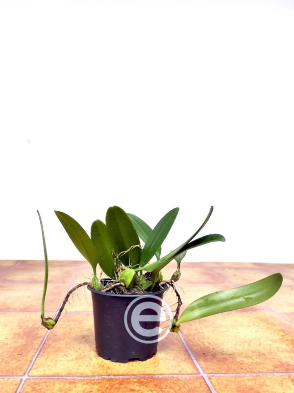 Bulbophyllum Weberi - Sem Flor