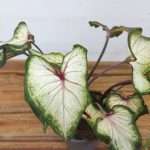 Caladium 'White Wing'