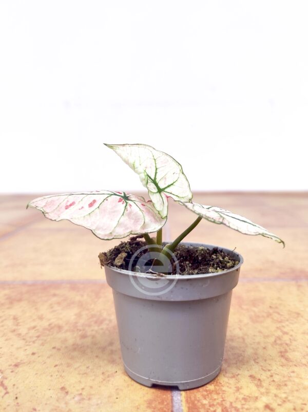 Caladium V.5 - Image 2