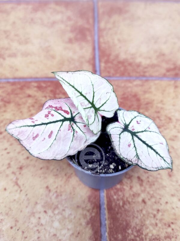 Caladium V.5