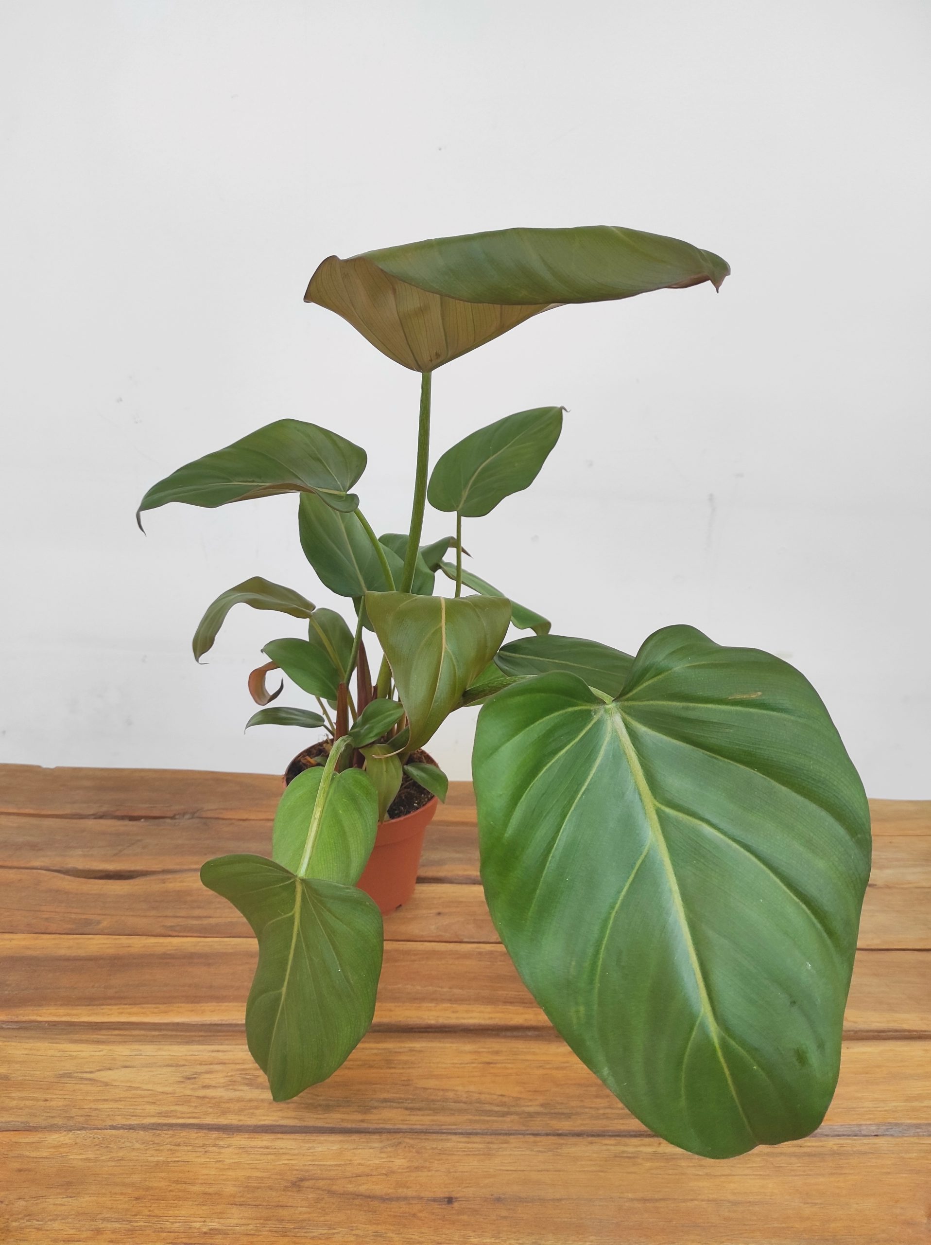 Philodendron Pastazanum - Image 2