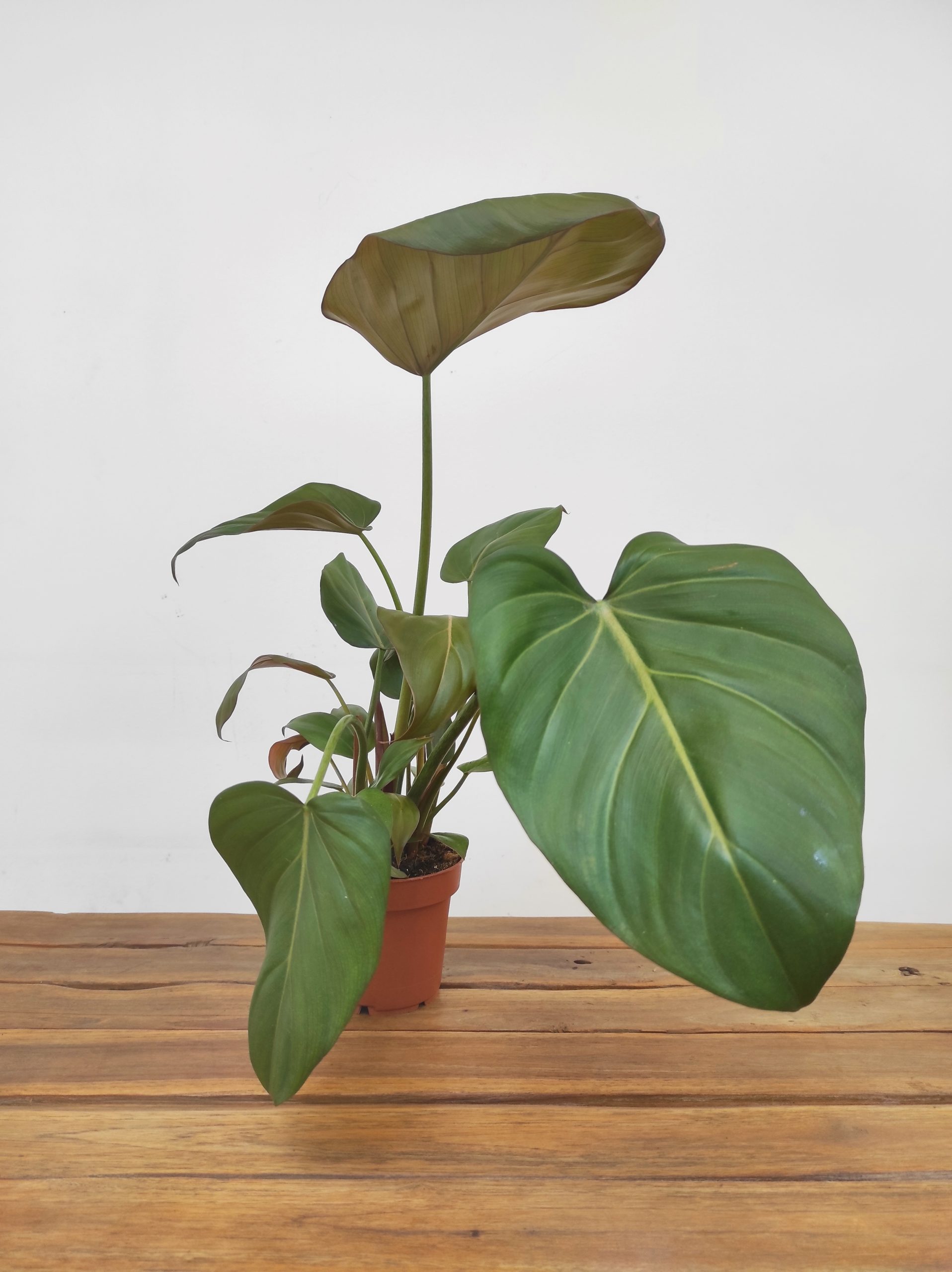 Philodendron Pastazanum