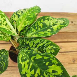 Homalomena Camoflauge