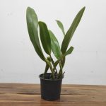 Cattleya Wallisii Mt. Ito - Sem Flor