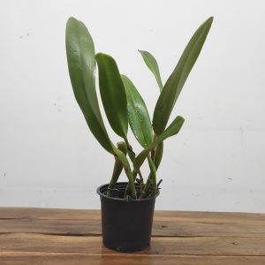 Cattleya Wallisii Mt. Ito - Sem Flor