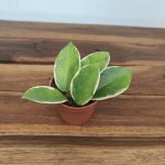 Hoya Flamingo Dream - Mini V.6