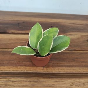 Hoya Flamingo Dream - Mini V.6