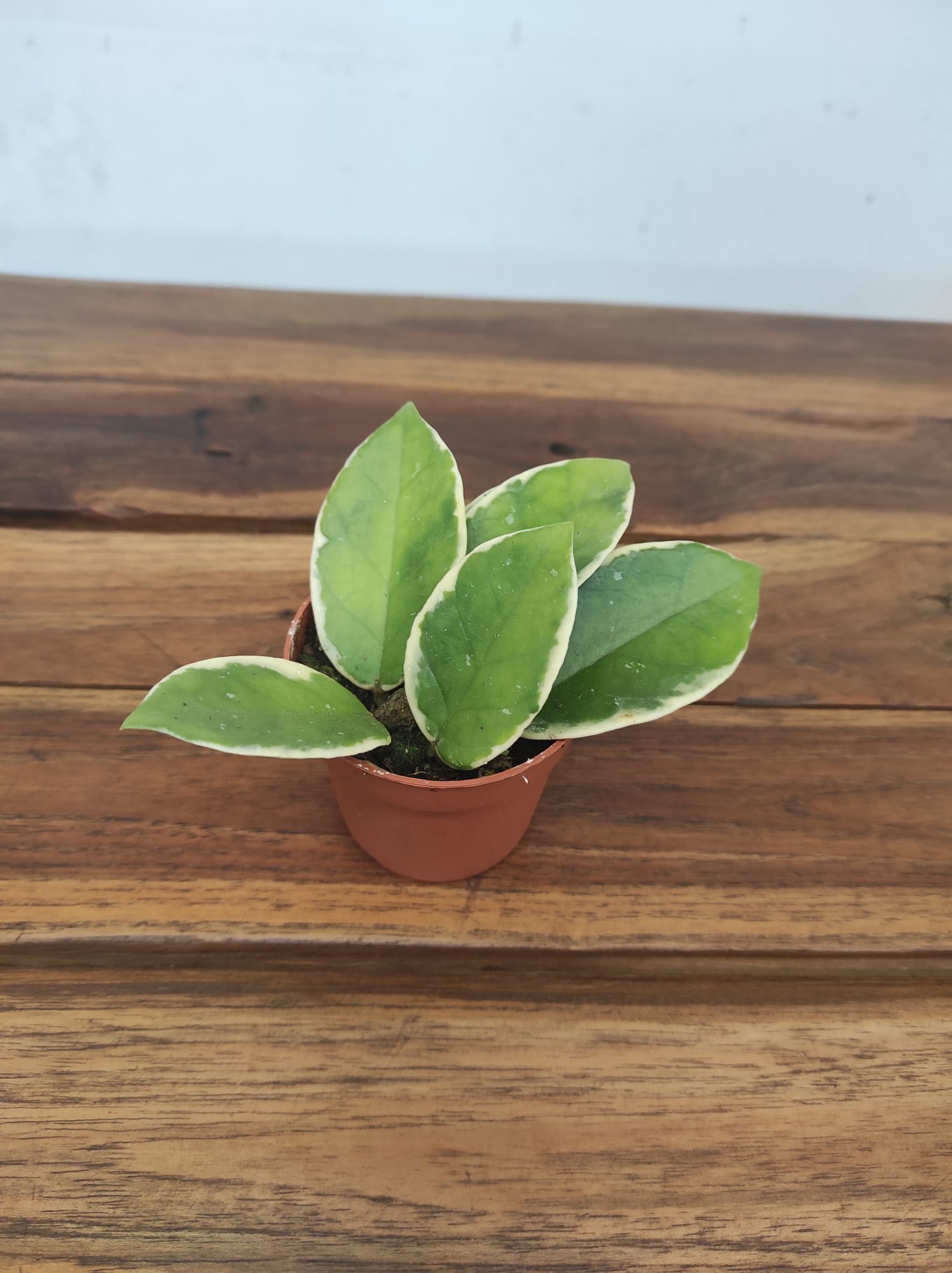 Hoya Flamingo Dream - Mini V.6