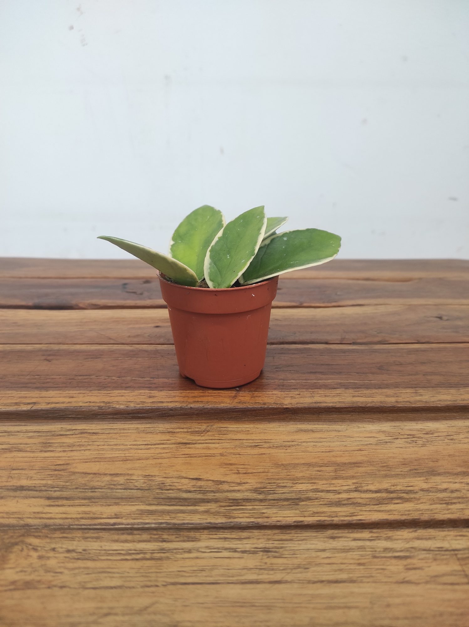 Hoya Flamingo Dream - Mini V.6 - Image 2