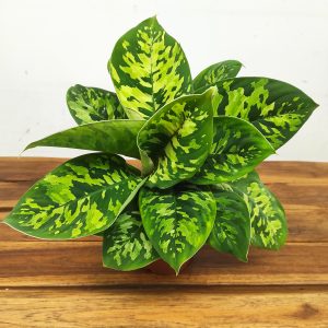 Homalomena Wallisii Camoflauge