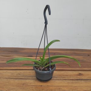 Vanda 'Chostylis Pinky Violet Queen' - Suspensão