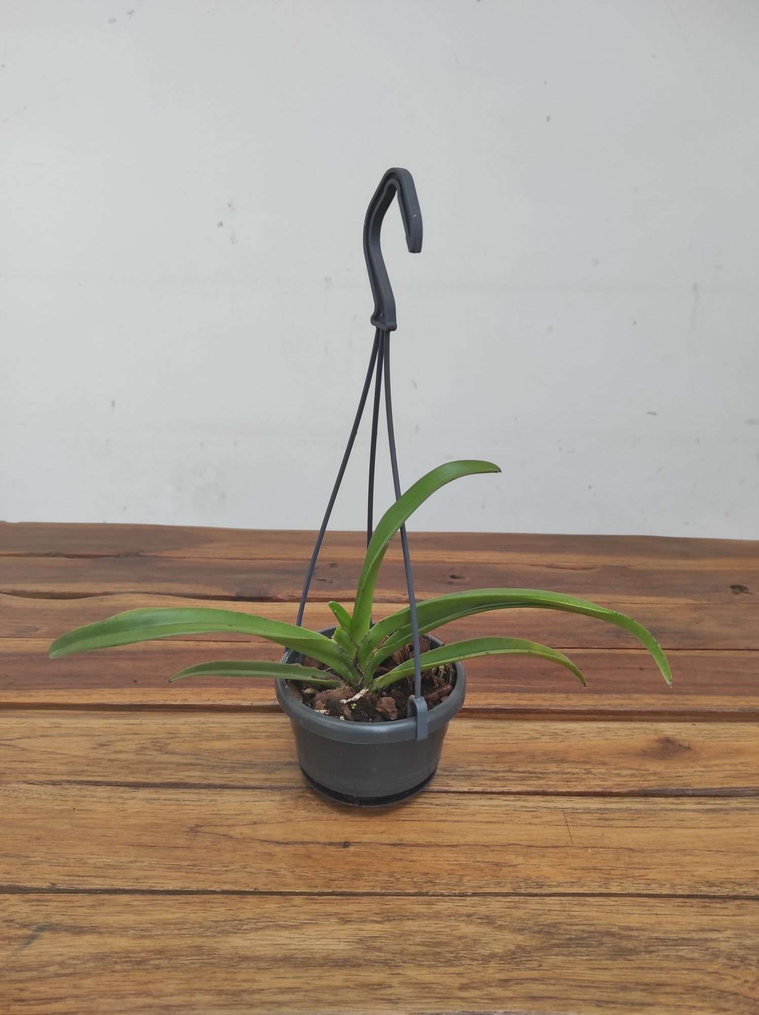 Vanda 'Chostylis Pinky Violet Queen' - Suspensão
