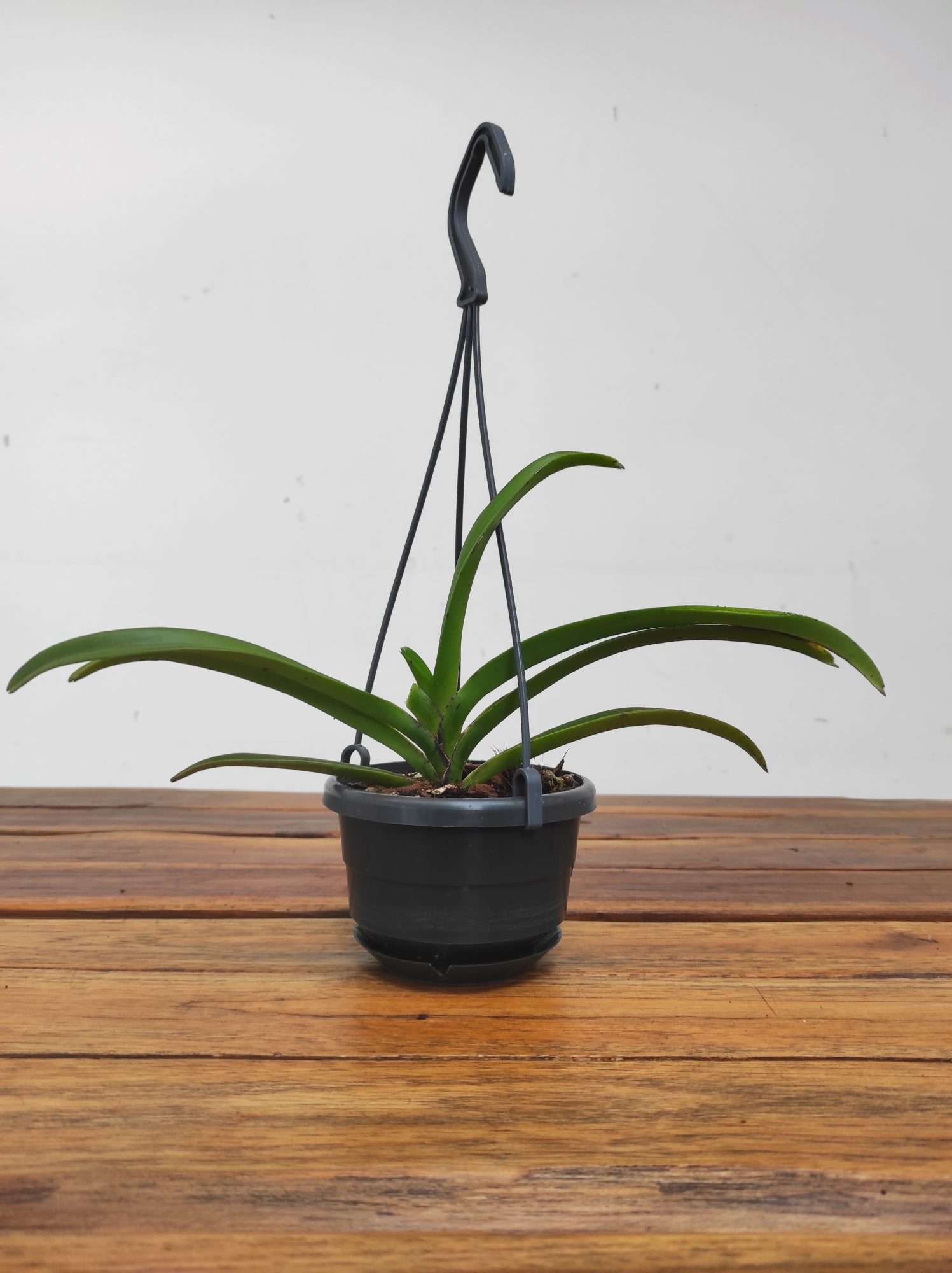 Vanda 'Chostylis Pinky Violet Queen' - Suspensão - Image 2