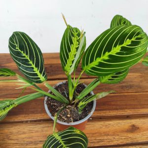 Maranta Leuconeura Lemon