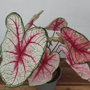 Caladium 'White Queen'