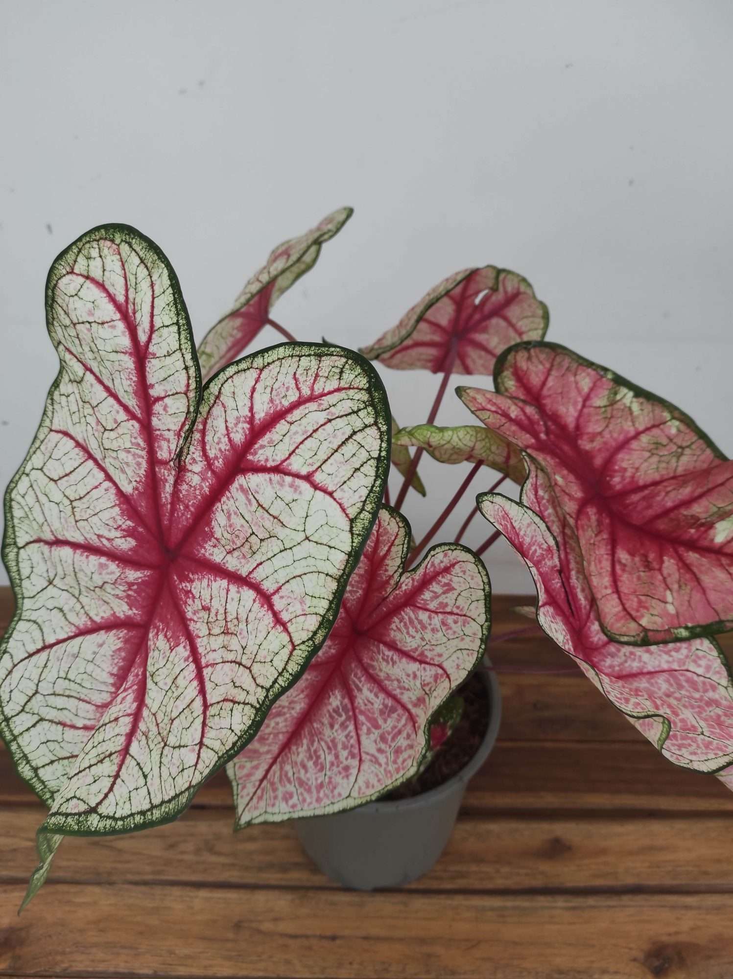Caladium 'White Queen'