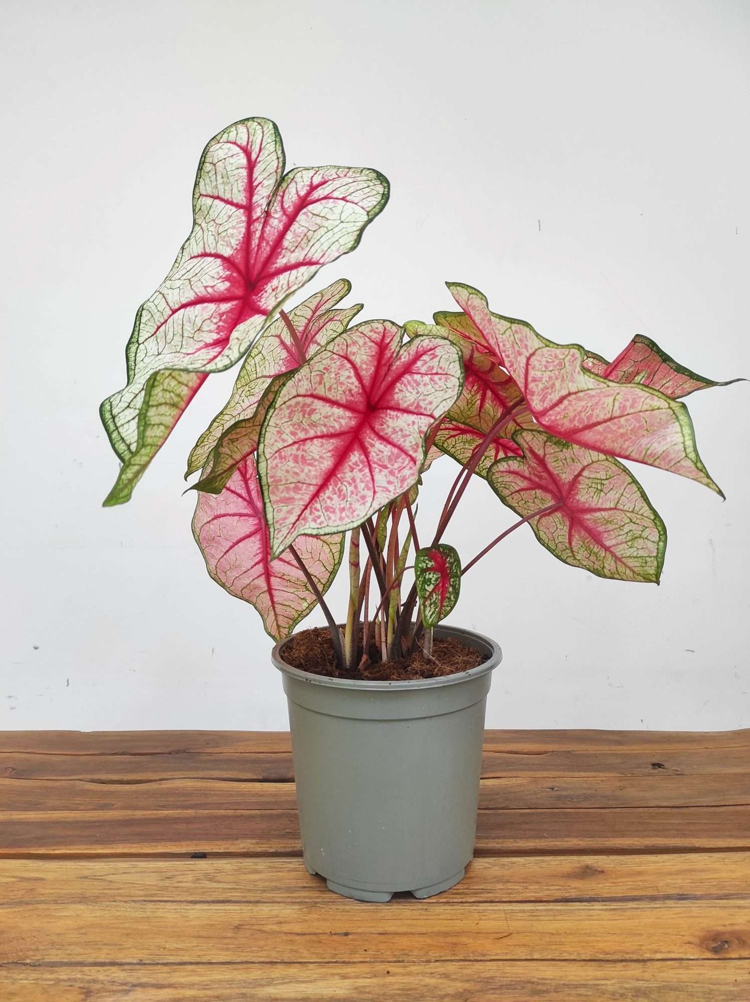 Caladium 'White Queen' - Image 2