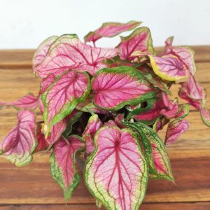 Caladium 'Florida Sweetheart'